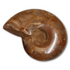 Large Ammonite